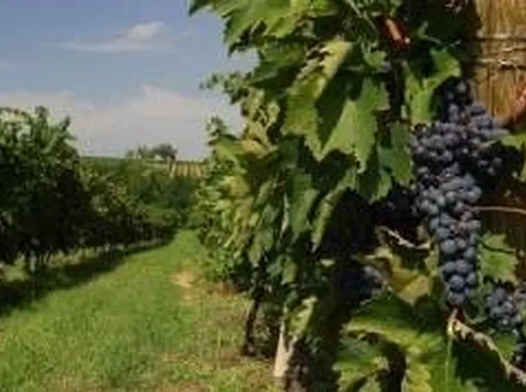 Vino Nobile di Montepulciano 2