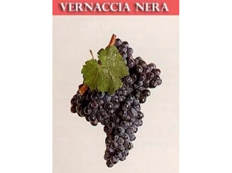 un grappolo di vernaccia nera