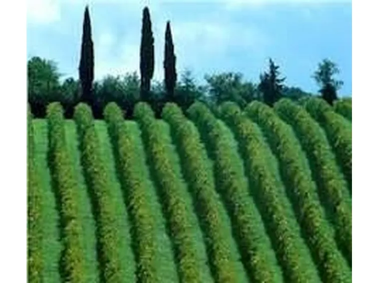 vigne coltivate a Sagrantino