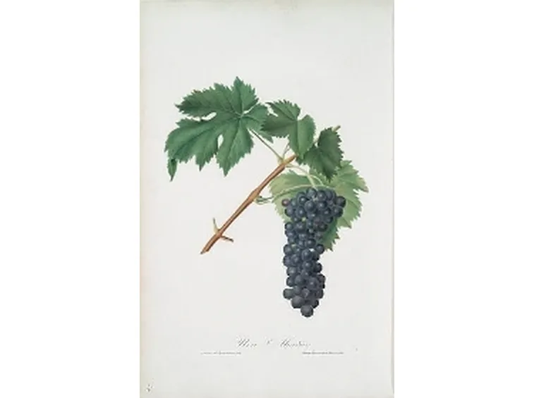 La raffigurazione botanica dell'Aleanico