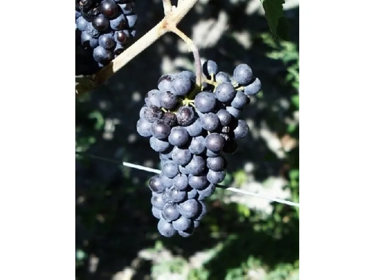 http://www.iaraosta.it/UploadImgs/26_Cornalin_bassa_risoluzione.jpg?w=400