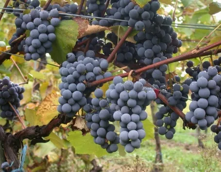 http://upload.wikimedia.org/wikipedia/commons/3/38/Gamay.jpg