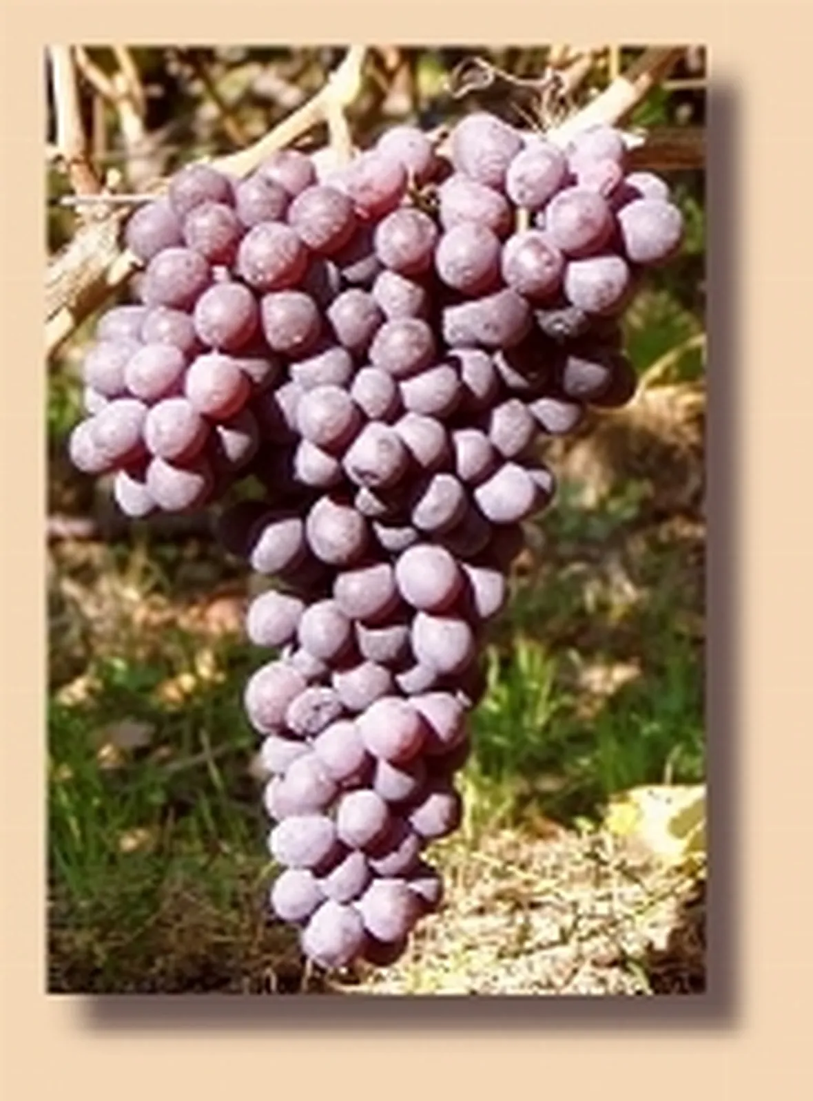 http://www.mediavallee.it/vinirari/premetta1.jpg