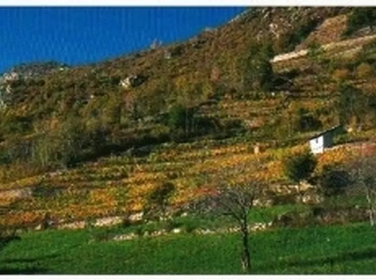 http://www.mediavallee.it/ilvinaio/mazod.jpg