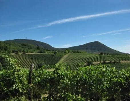 colli berici 