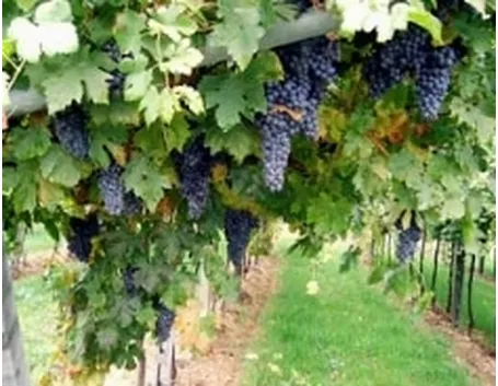 foto vino