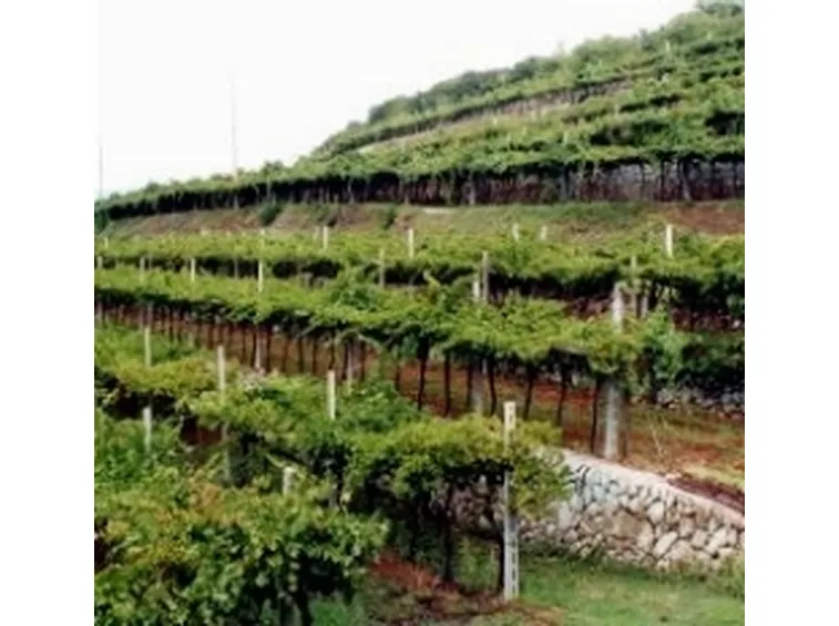 Le marogne, i terrazzamenti realizzati con muri a secco per la coltivazione della vite in Valpolicella 
