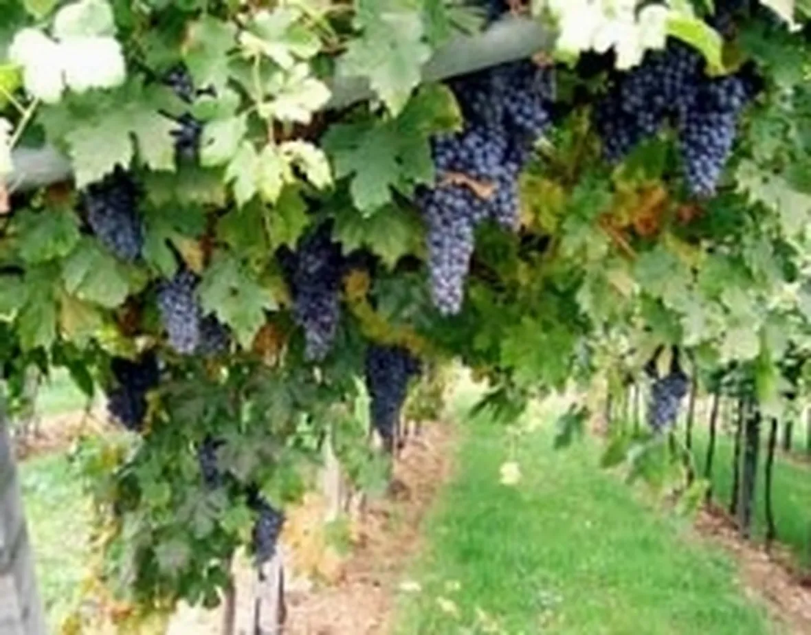 foto vino