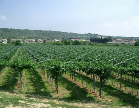 valpolicella