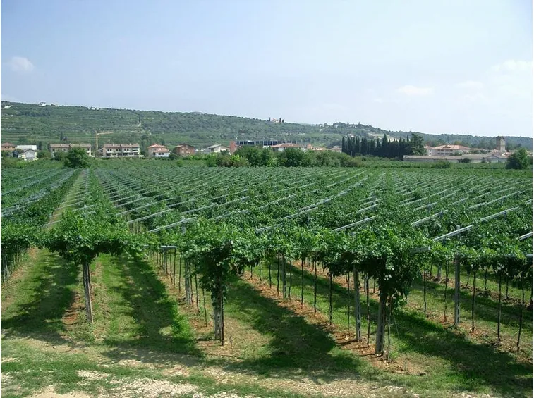 valpolicella