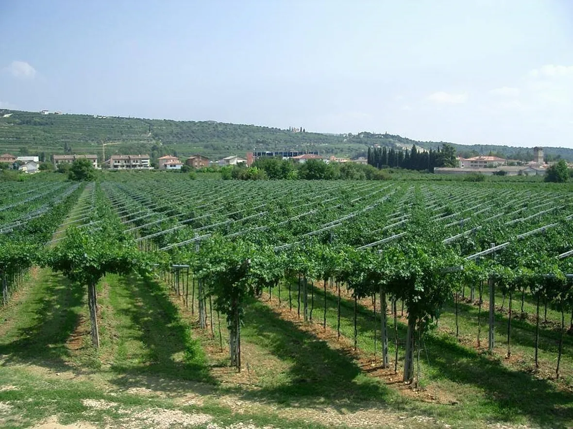 valpolicella