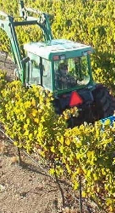 Vendemmia automatica