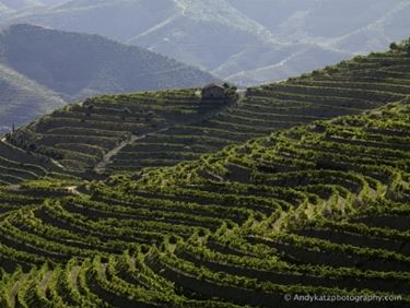 Vigneti su terrazzamenti