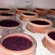 fermentazione vino