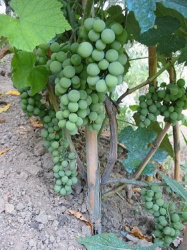 Uva fragola bianca in giardino