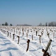 I vigneti sotto la neve