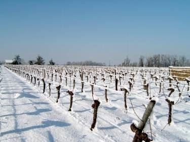 I vigneti sotto la neve