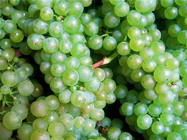 Grappoli di Chardonnay grand cru