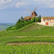 un vigneto della champagne classificato premier cru