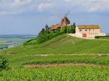 un vigneto della champagne classificato premier cru