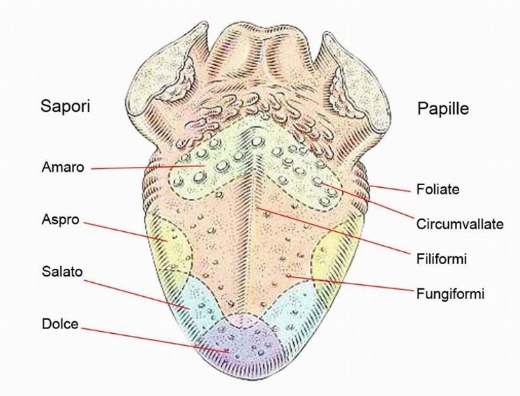 la lingua