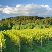 I vigneti di Ca Del Bosco