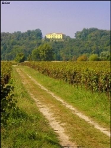 Vigneti in Franciacorta