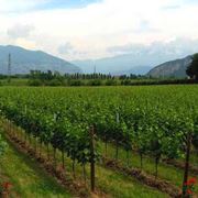 Vigneti in Franciacorta con una pianta di  rose all'inizio di ogni filare