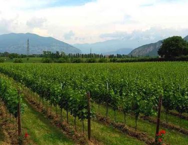 Vigneti in Franciacorta con una pianta di  rose all'inizio di ogni filare