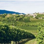 I vigneti di Conegliano 