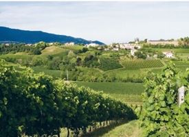 Prosecco di Conegliano