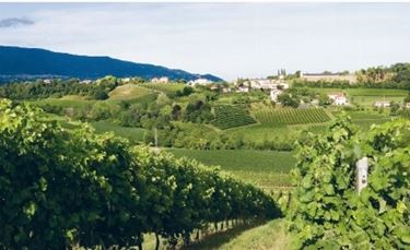 I vigneti di Conegliano 