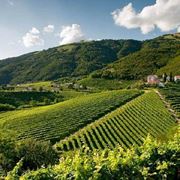 Le terre in cui vengono coltivati i vitigni del prosecco