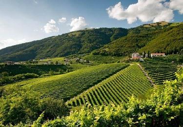 Le terre in cui vengono coltivati i vitigni del prosecco