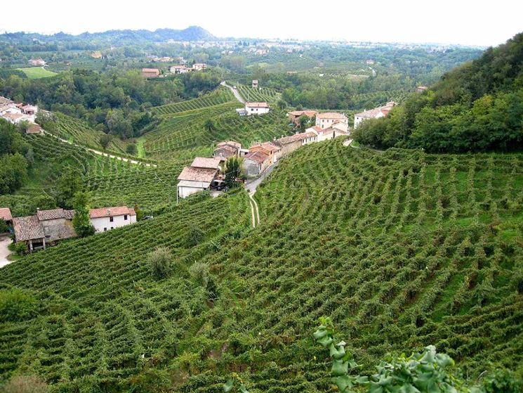 Vigneti di Prosecco