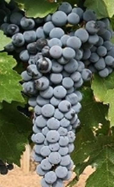 L'aromatico cabernet sauvignon