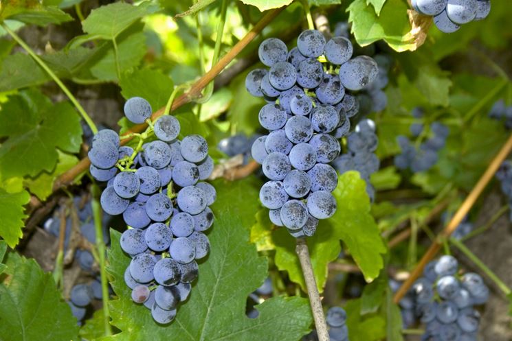 Uva fragola