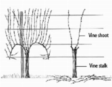 Lo schema del Guyot