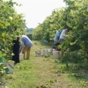 Lavoro in vigna