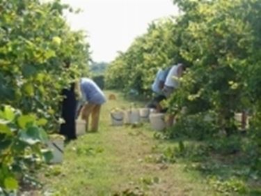 Lavoro in vigna