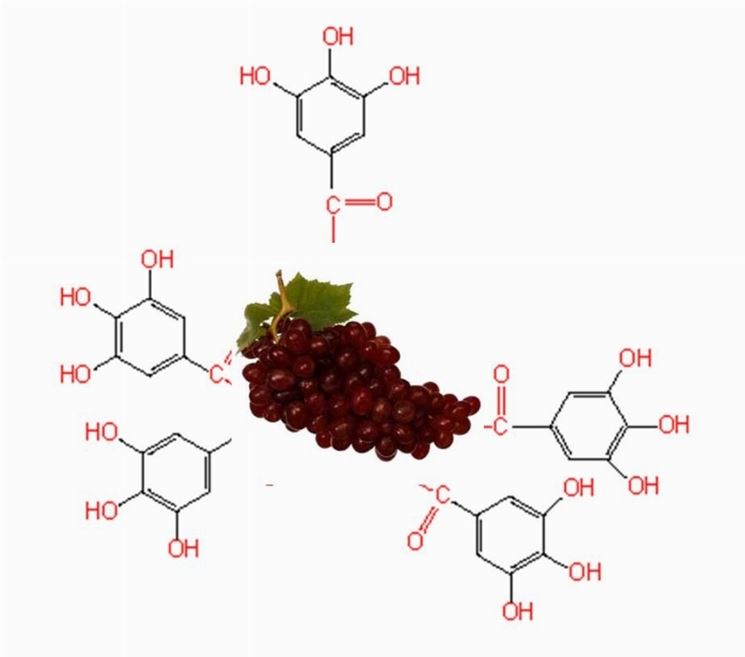 Polifenoli uva