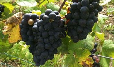 Pinot Meunier