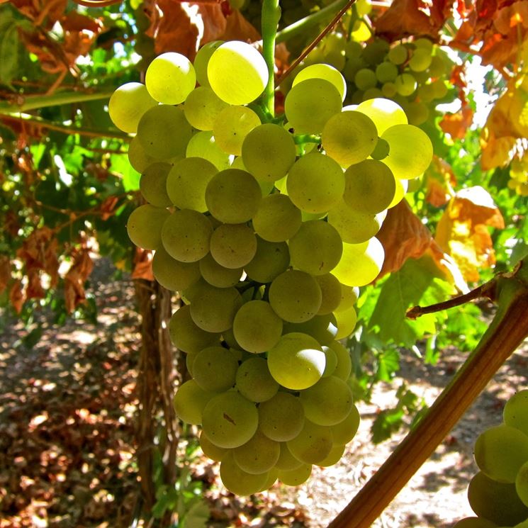 vermentino