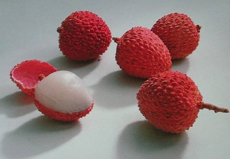 litchi