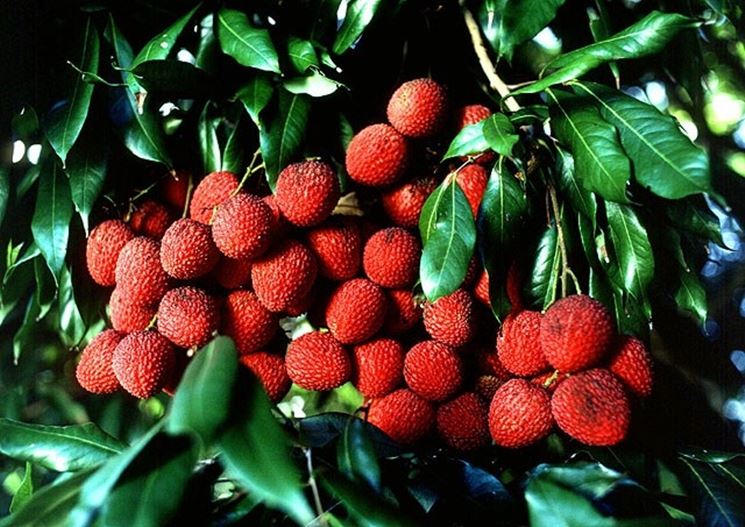 albero del Litchi