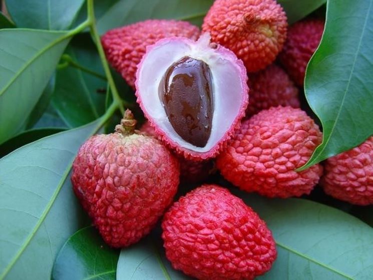 Litchi