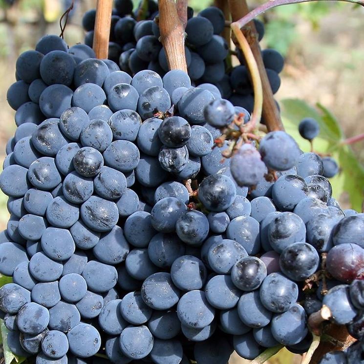 Uva sangiovese