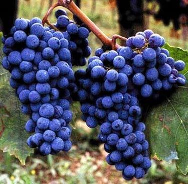 sangiovese