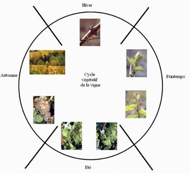 ciclo vegetativo della vigna