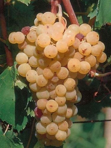 Malvasia del Lazio